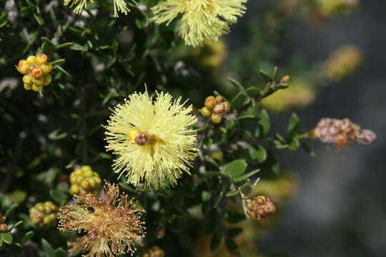 Image of Melaleuca thymoides Labill.