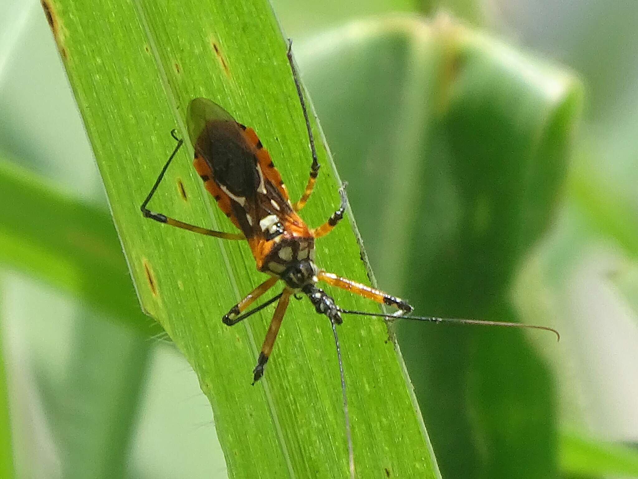 Cosmolestes pictus (Klug 1830) resmi