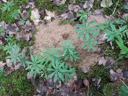 Image of Bedstraw