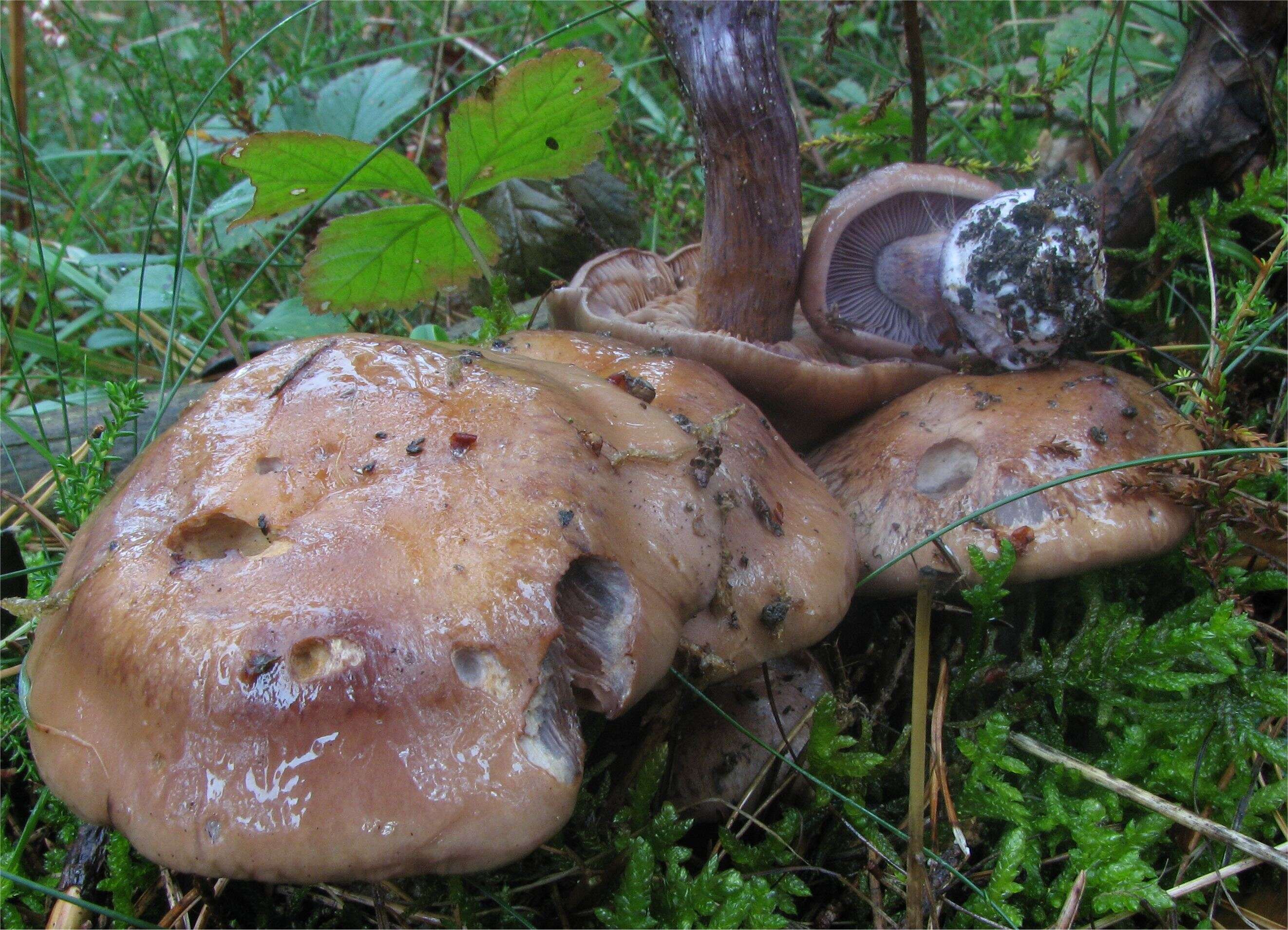 Image of Cortinarius purpurascens Fr. 1838