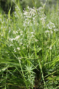 Plancia ëd Galium paniculatum (Bunge) Pobed.