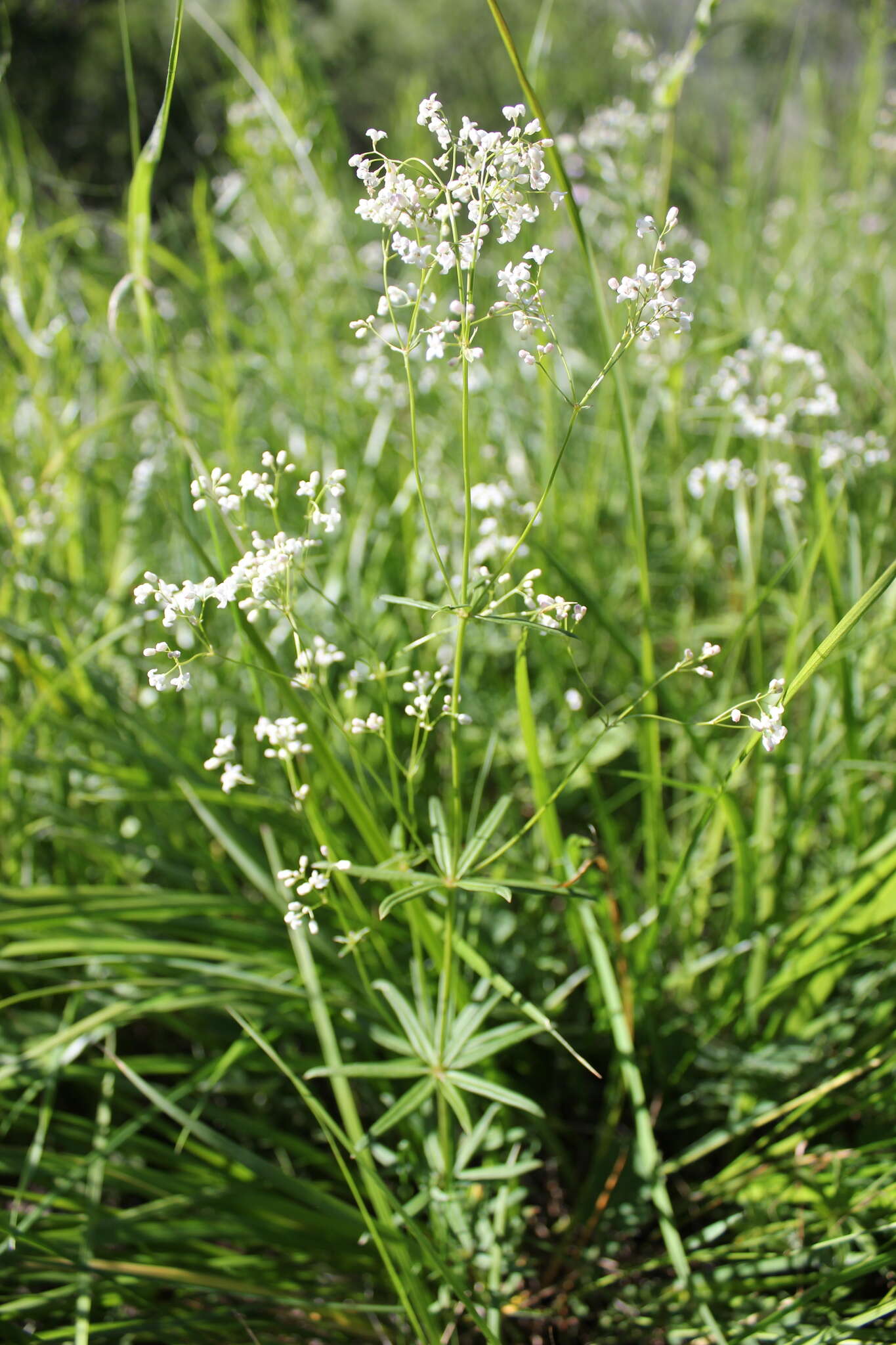 Sivun Galium paniculatum (Bunge) Pobed. kuva