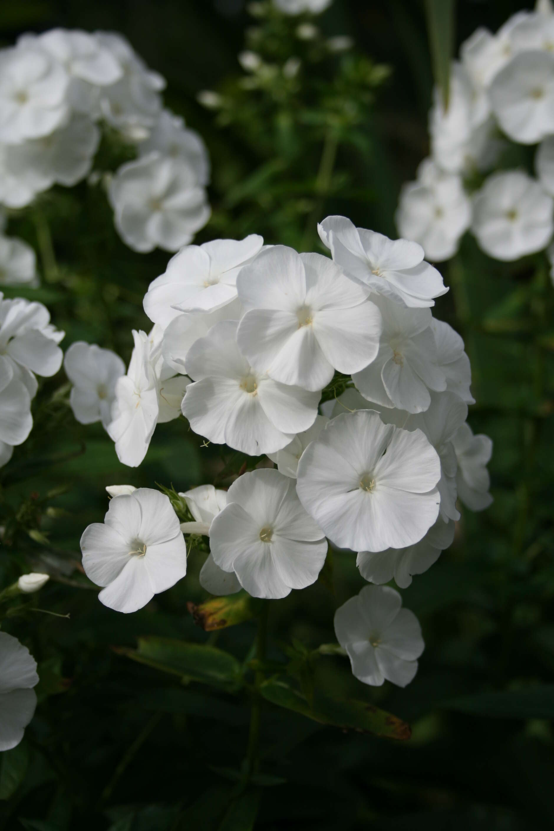 Image of fall phlox