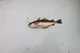 Image of poor cod