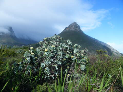 Image de Protea nitida Mill.