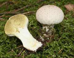 Imagem de Lycoperdon perlatum Pers. 1796