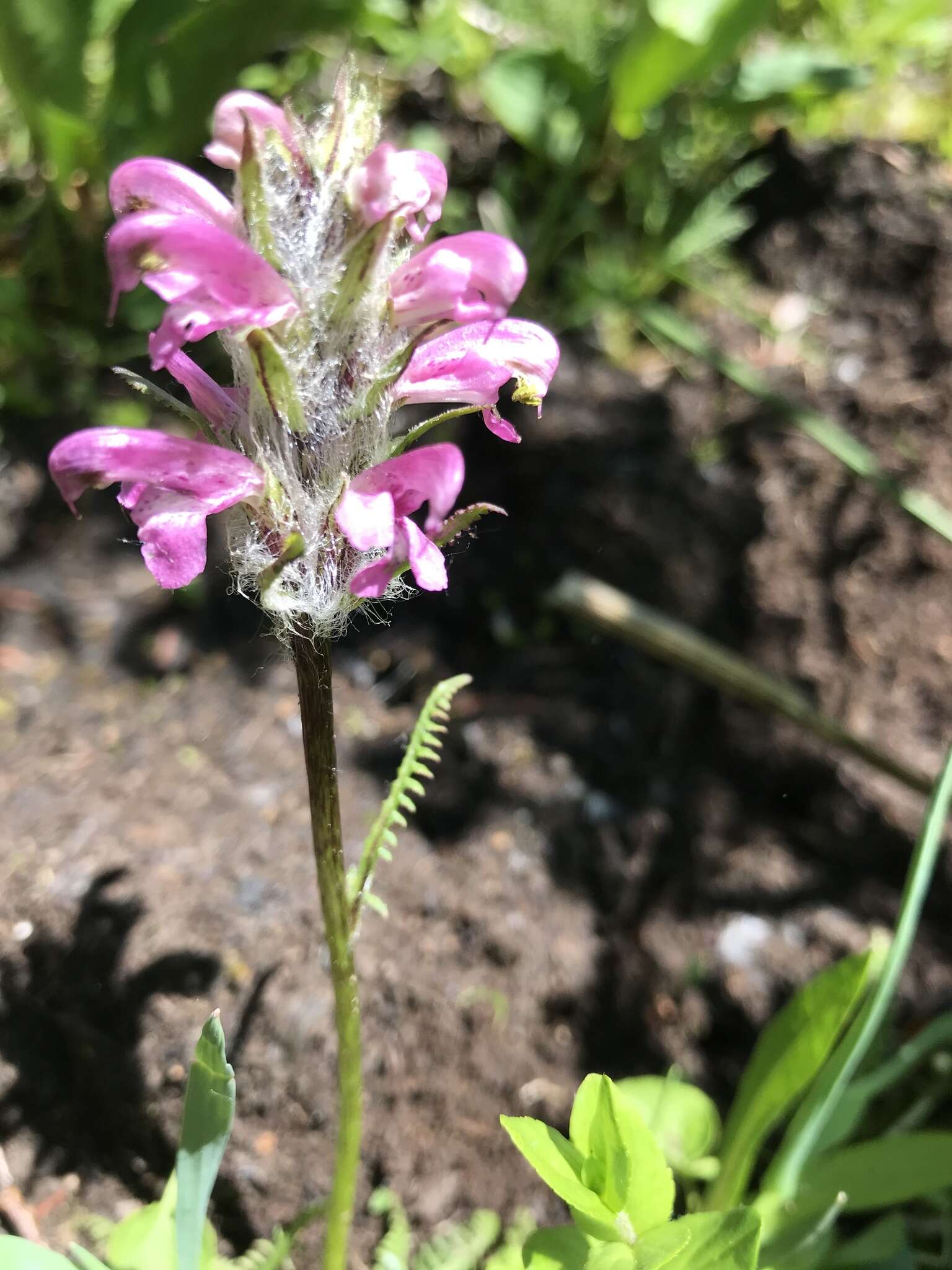 Image of Rocky Mountain Lousewort