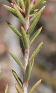 Image of Acmadenia maculata I. Williams