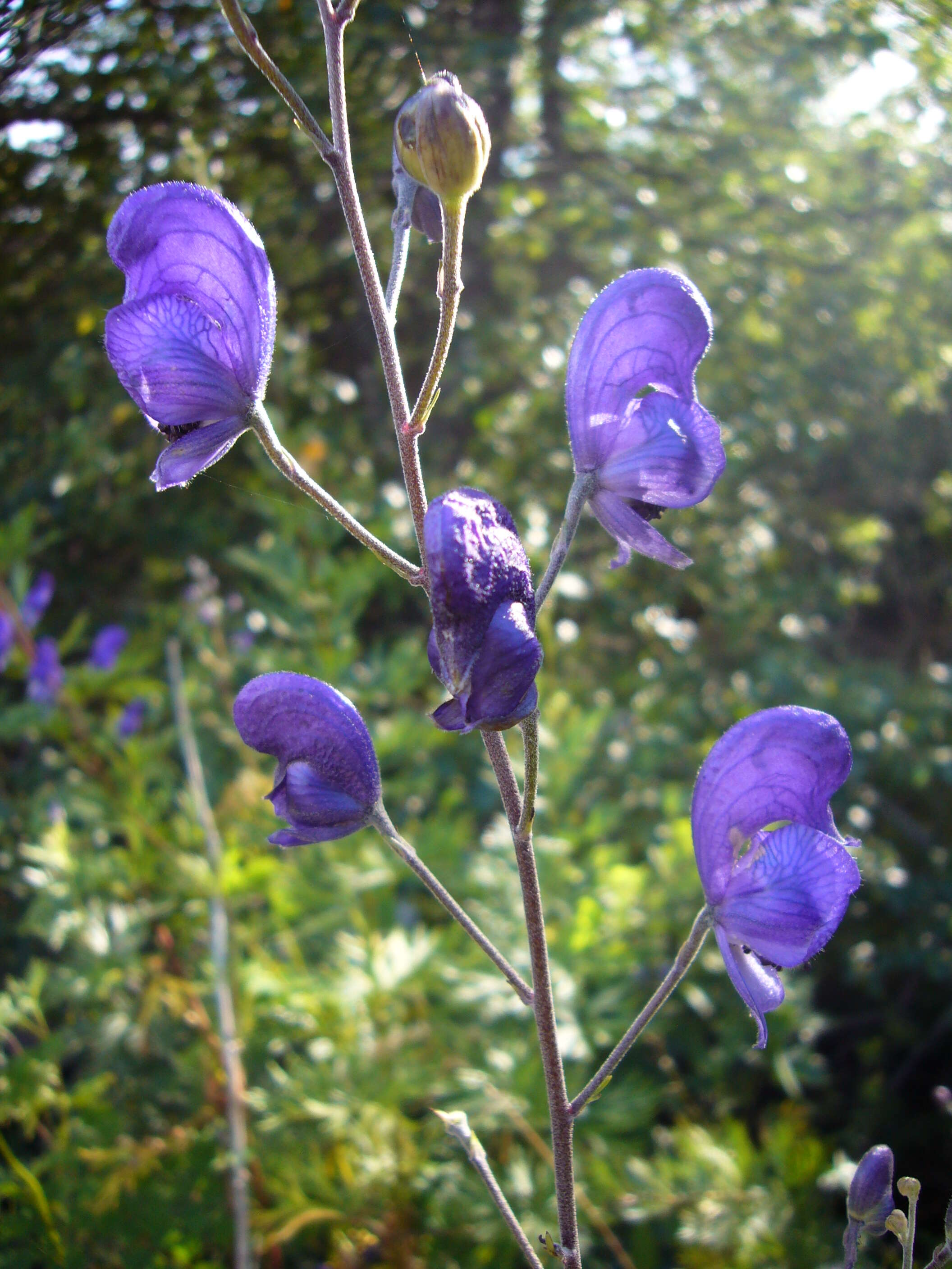 Слика од Aconitum napellus L.