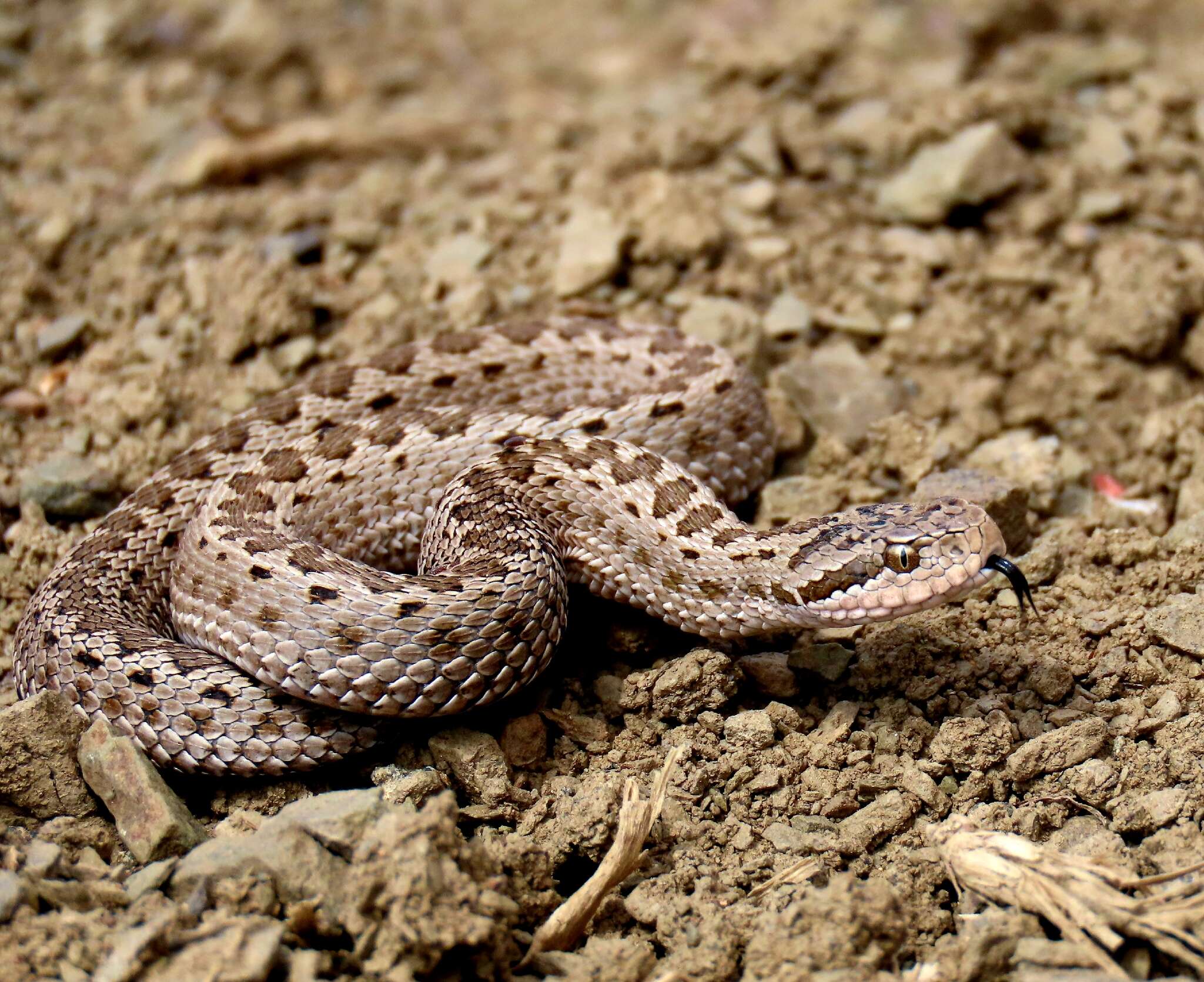 صورة Vipera eriwanensis ebneri Knöpfler & Sochurek 1955