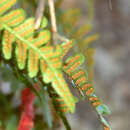 Plancia ëd Polypodium sibiricum Siplivinsky