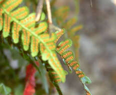 Polypodium sibiricum Siplivinsky的圖片