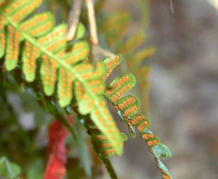 Polypodium sibiricum Siplivinsky的圖片