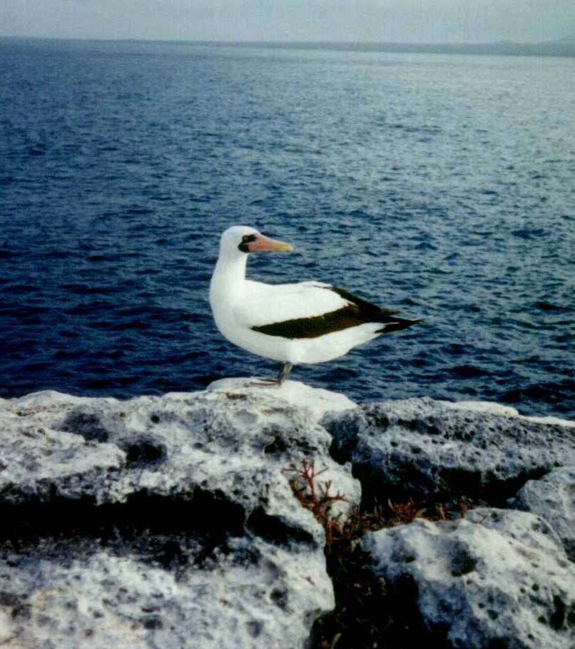 Image of Nazca Booby