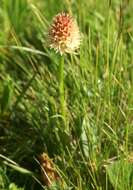 صورة Gymnadenia rhellicani (Teppner & E. Klein) Teppner & E. Klein