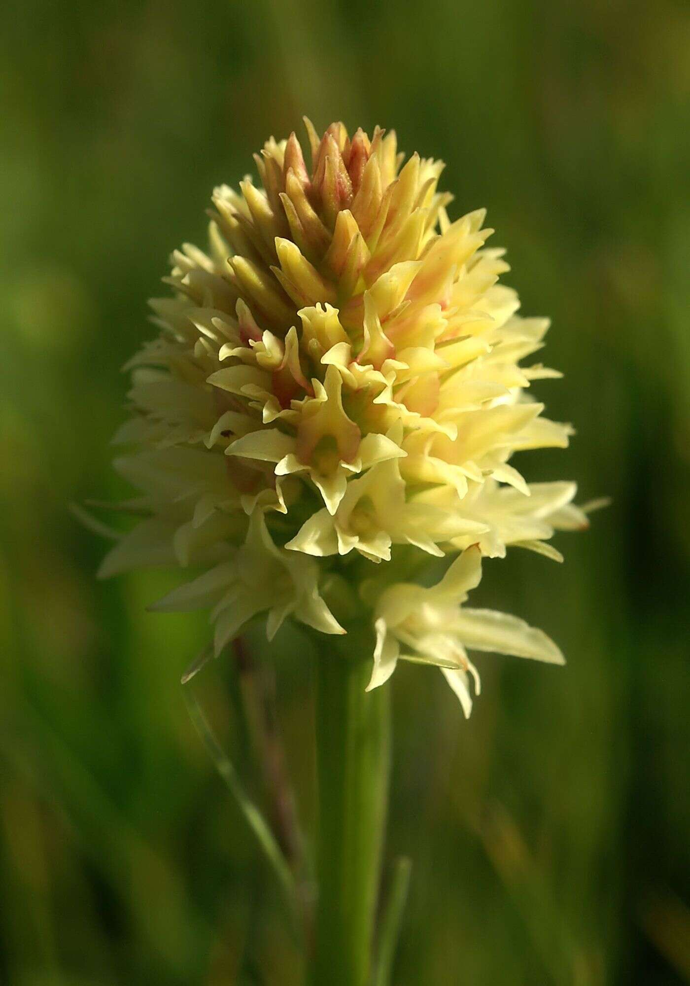 صورة Gymnadenia rhellicani (Teppner & E. Klein) Teppner & E. Klein