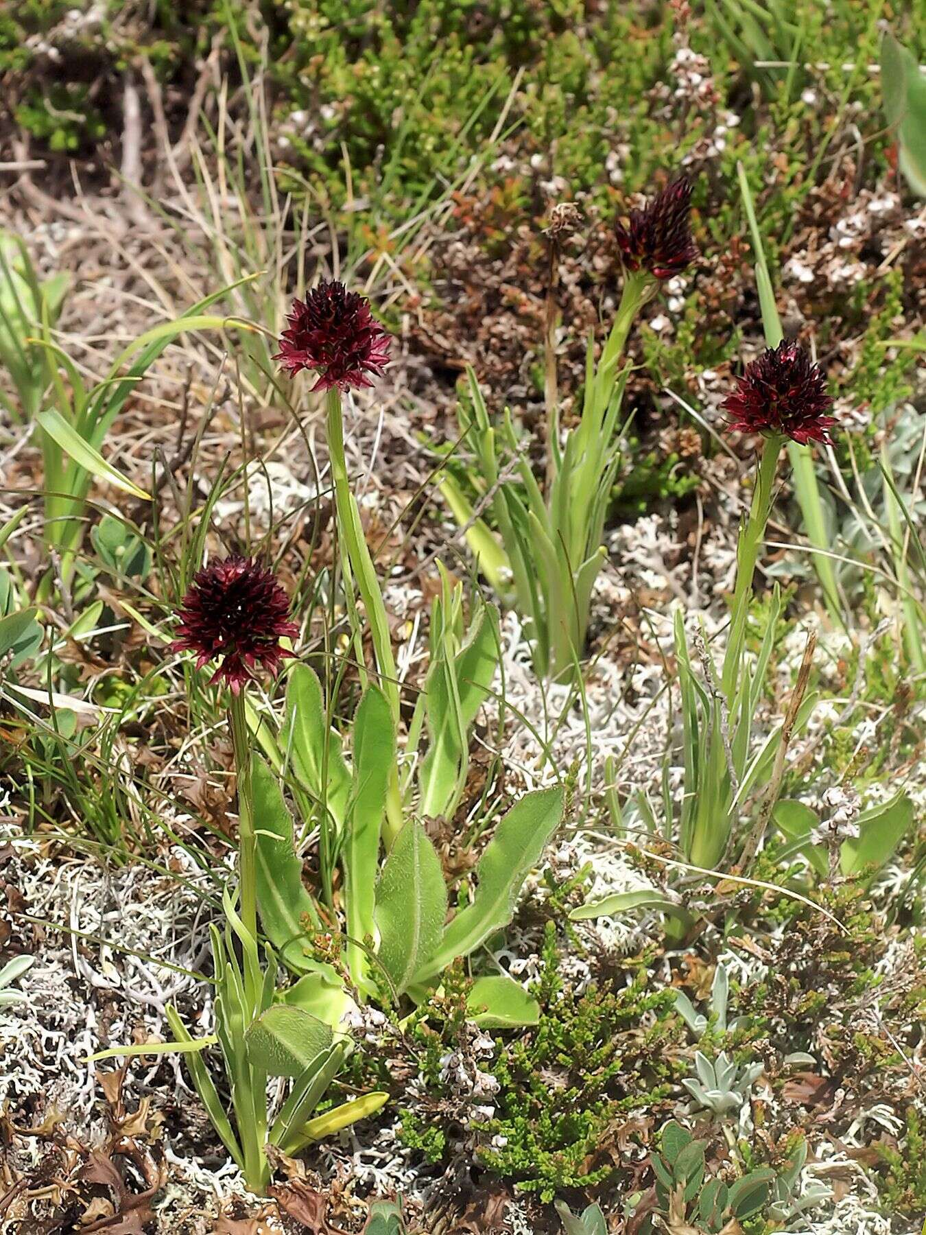 Image of Gymnadenia rhellicani (Teppner & E. Klein) Teppner & E. Klein