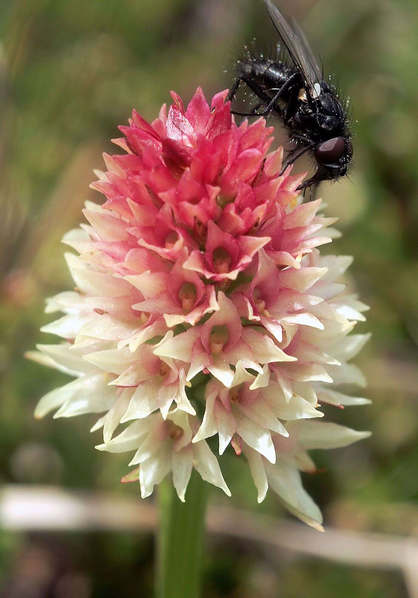 Image of Gymnadenia rhellicani (Teppner & E. Klein) Teppner & E. Klein