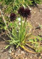 Image of Gymnadenia rhellicani (Teppner & E. Klein) Teppner & E. Klein