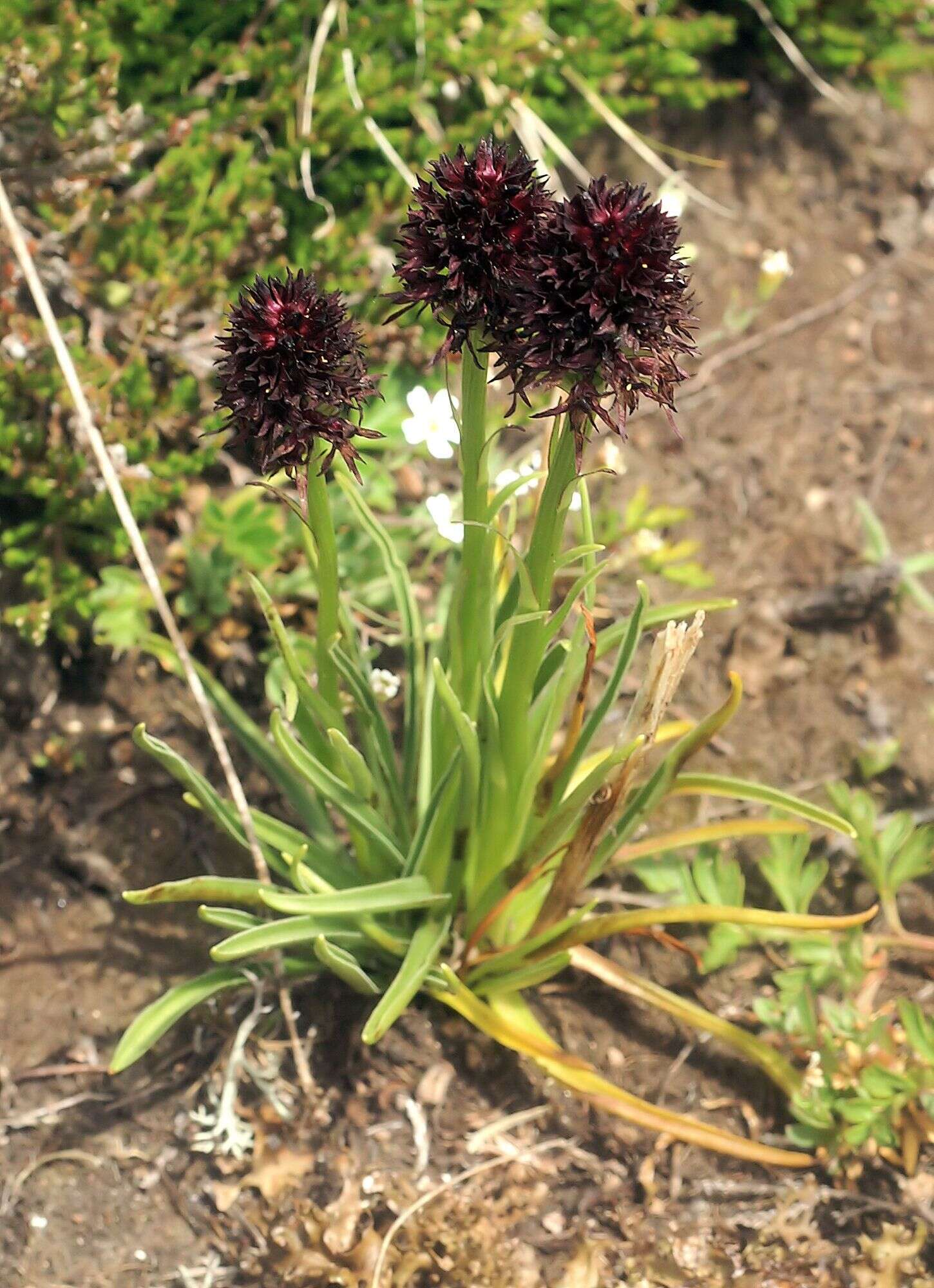 Image of Gymnadenia rhellicani (Teppner & E. Klein) Teppner & E. Klein