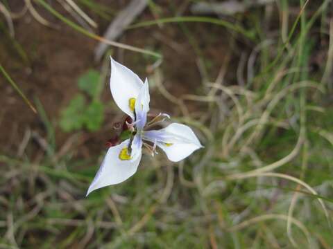 Plancia ëd Moraea fergusoniae L. Bolus