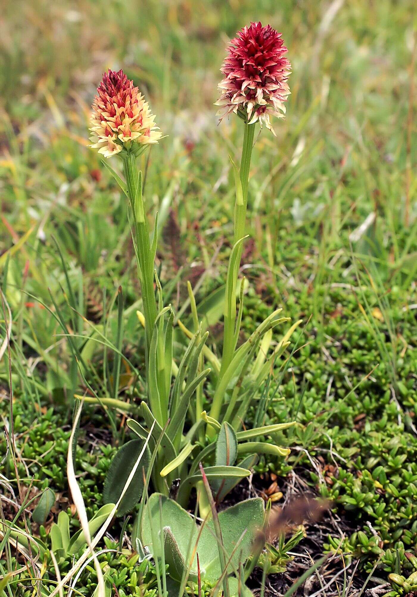 Image of Gymnadenia rhellicani (Teppner & E. Klein) Teppner & E. Klein