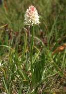 صورة Gymnadenia rhellicani (Teppner & E. Klein) Teppner & E. Klein