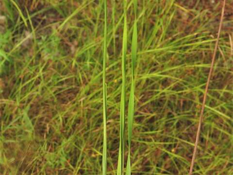 Image of Twisted yellow-eyed grass