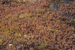 Image of Drosera arcturi Hook.