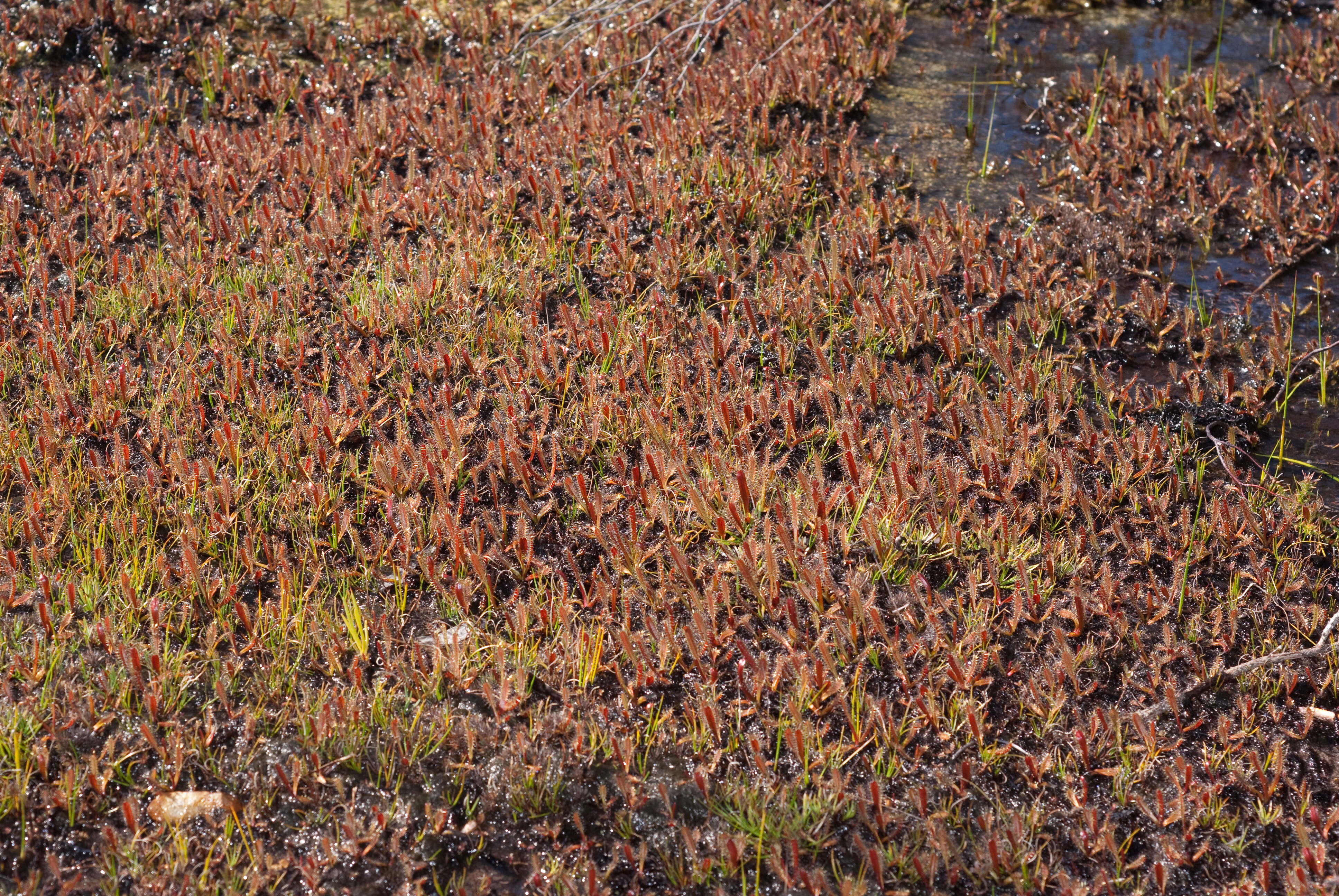 Image of Drosera arcturi Hook.