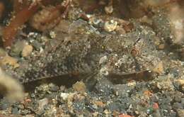 Image of Yoshino&#39;s goby