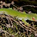 Image of Nelson green gecko