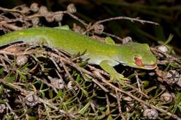 Image of Nelson green gecko