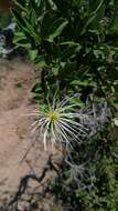 Image of Bush Maerua