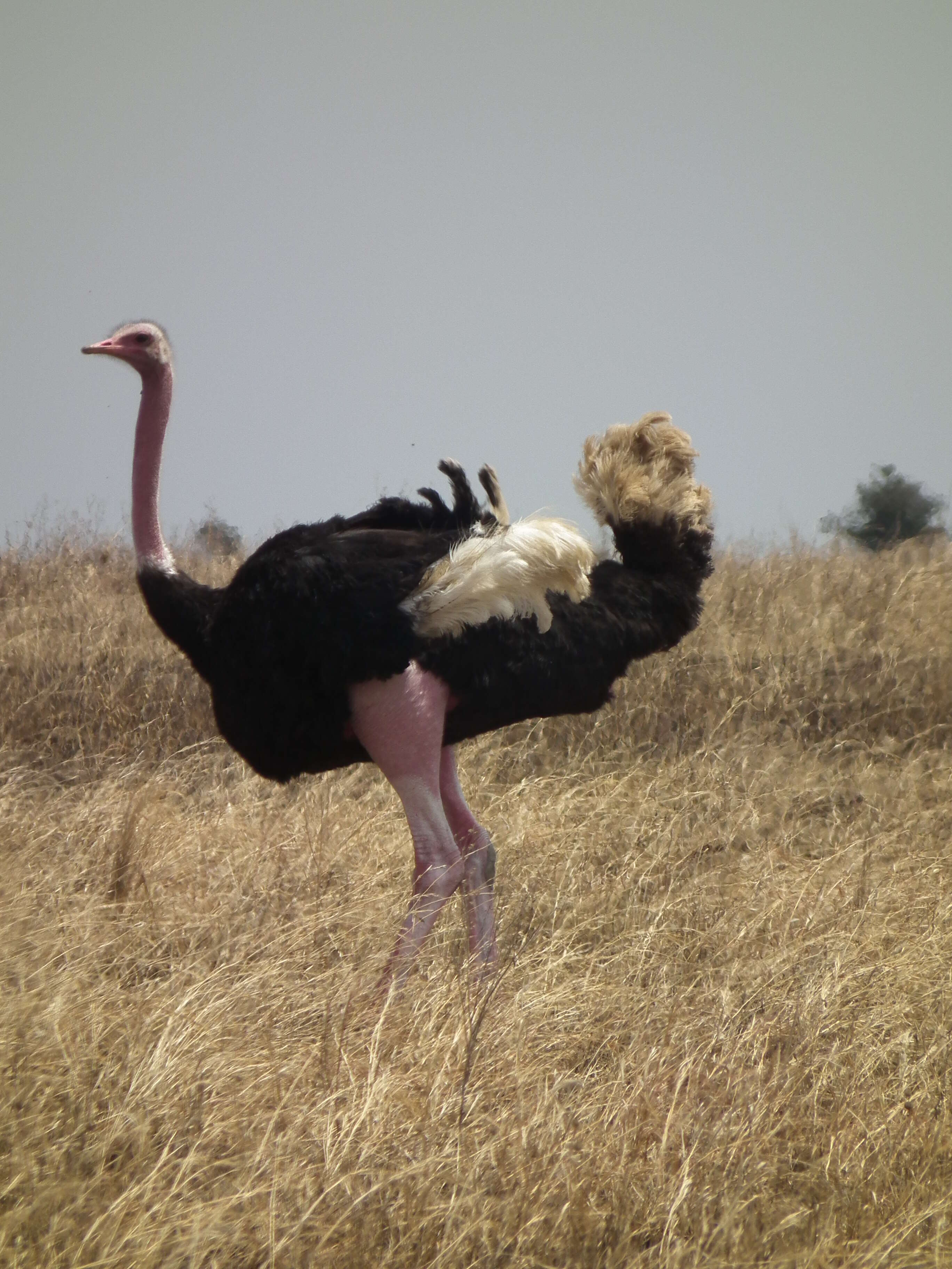 Image of ostriches