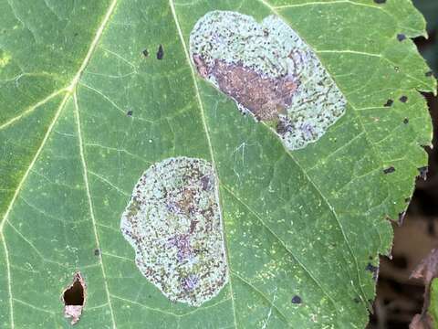 Sivun Phyllonorycter tiliacella (Chambers 1871) kuva