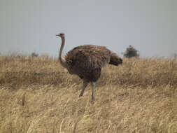 Image of ostriches