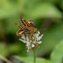 Image of Potanthus flava Murray 1875