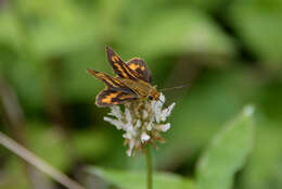 Image of Potanthus flava Murray 1875