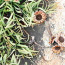 Image of Protea parvula Beard