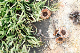 Image of Protea parvula Beard