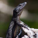 Image of Black girdled lizard