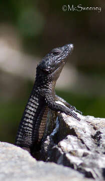 Image of Black girdled lizard