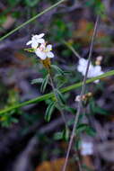 Image of Asterolasia drummondii Paul G. Wilson