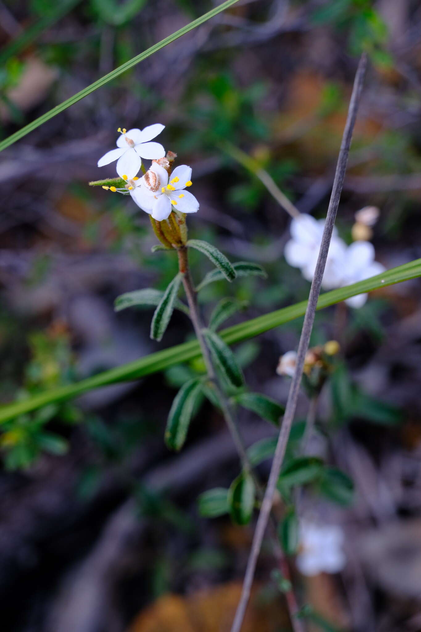 Sivun Asterolasia drummondii Paul G. Wilson kuva