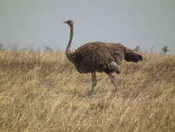 Image of ostriches