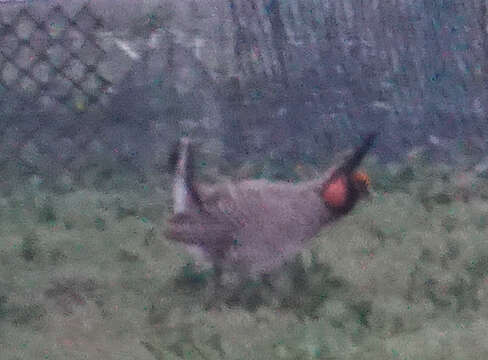 Image of Lesser Prairie Chicken