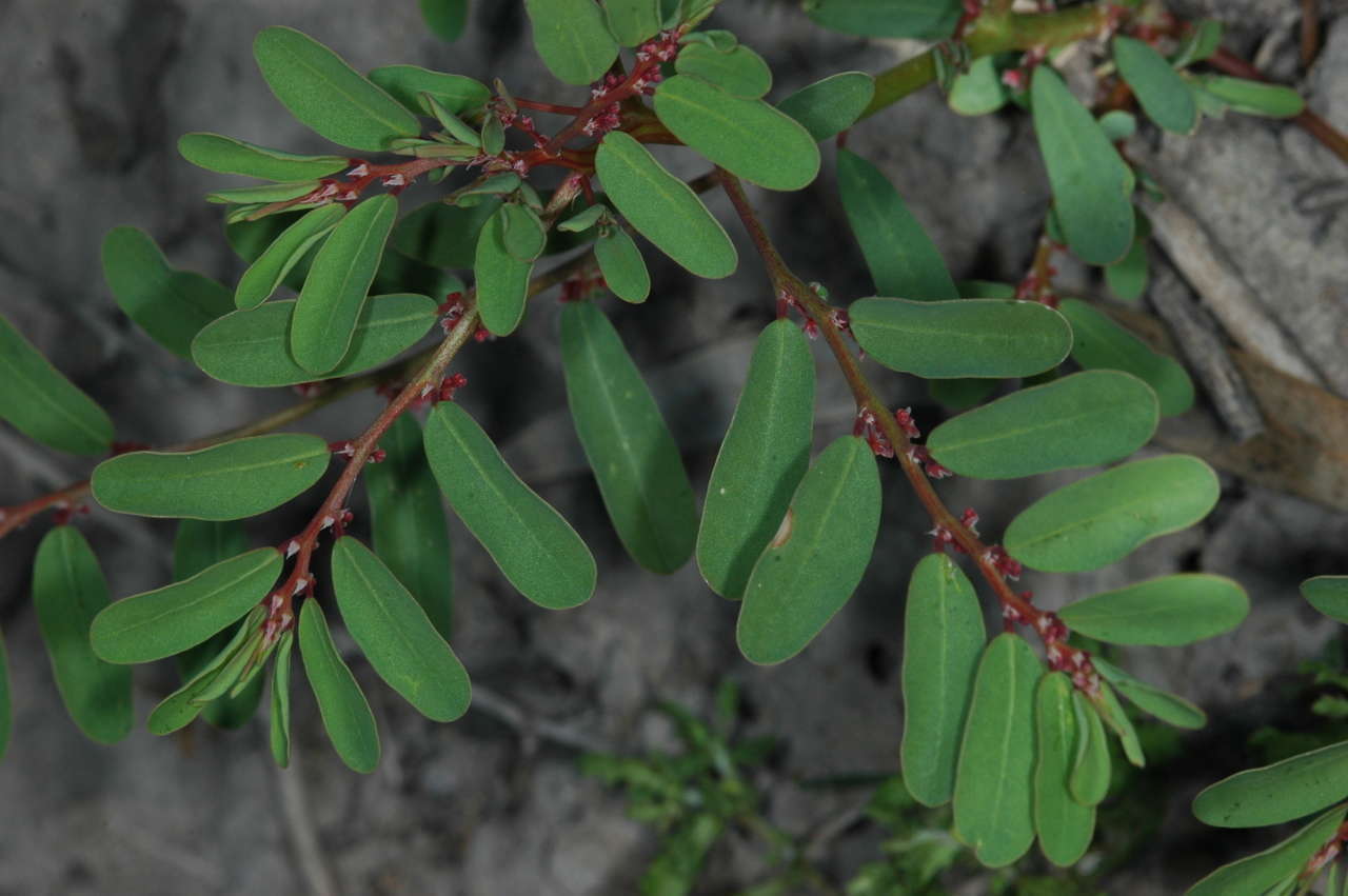 Phyllanthus lacunarius F. Muell.的圖片