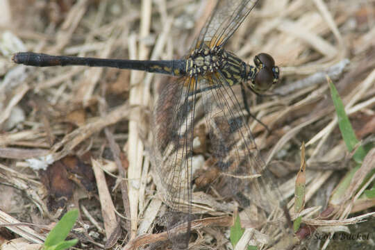 Image of Seaside Dragonlet