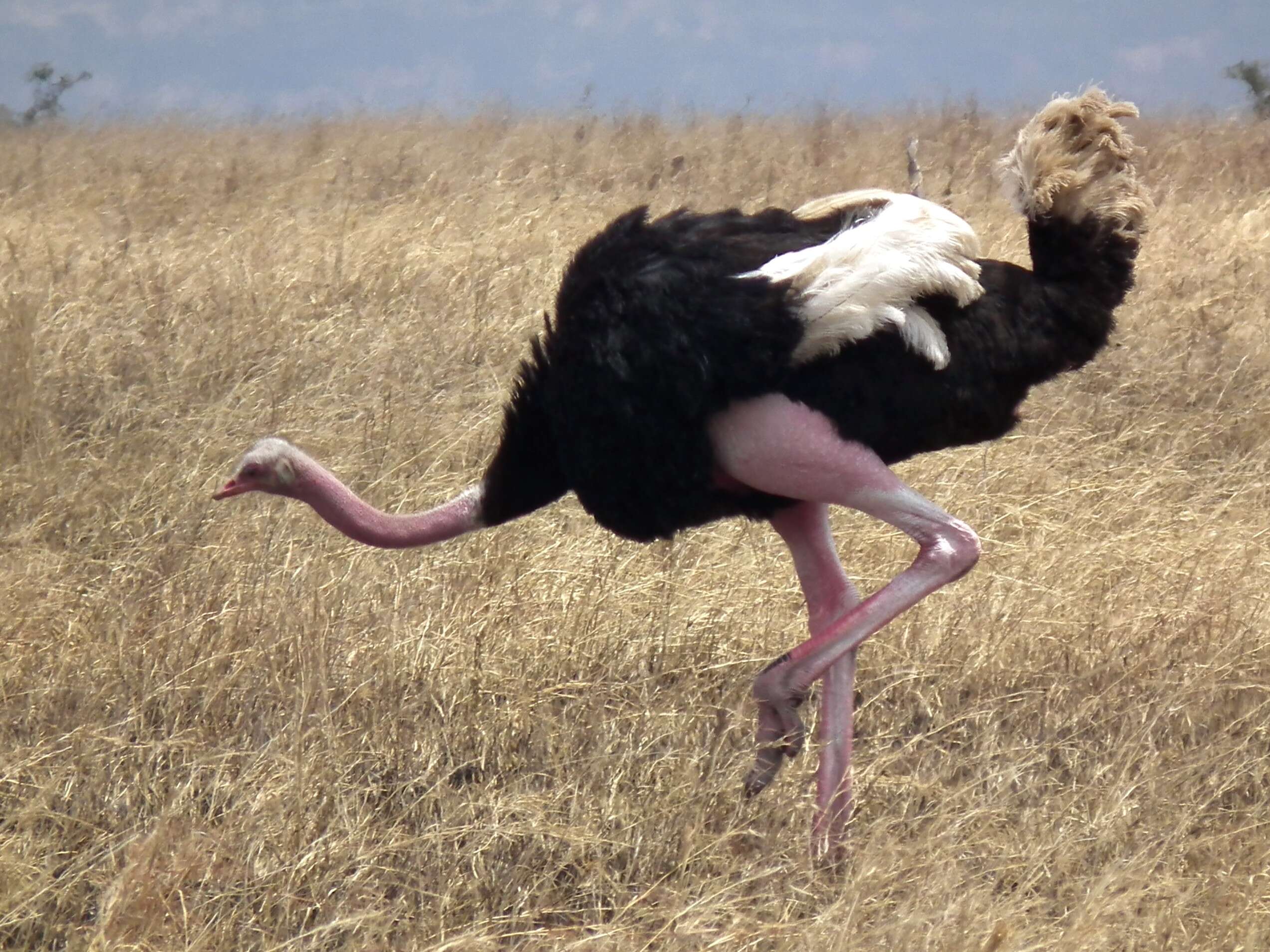 Image of ostriches